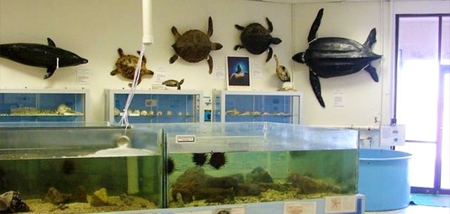 Actualizar 82+ imagen south padre island aquarium